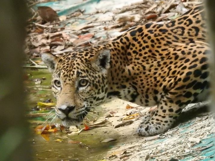 Un jaguar y varios animales más, han vuelto a rondar en varias zonas de la selva de Petén. (Foto: CONAP)