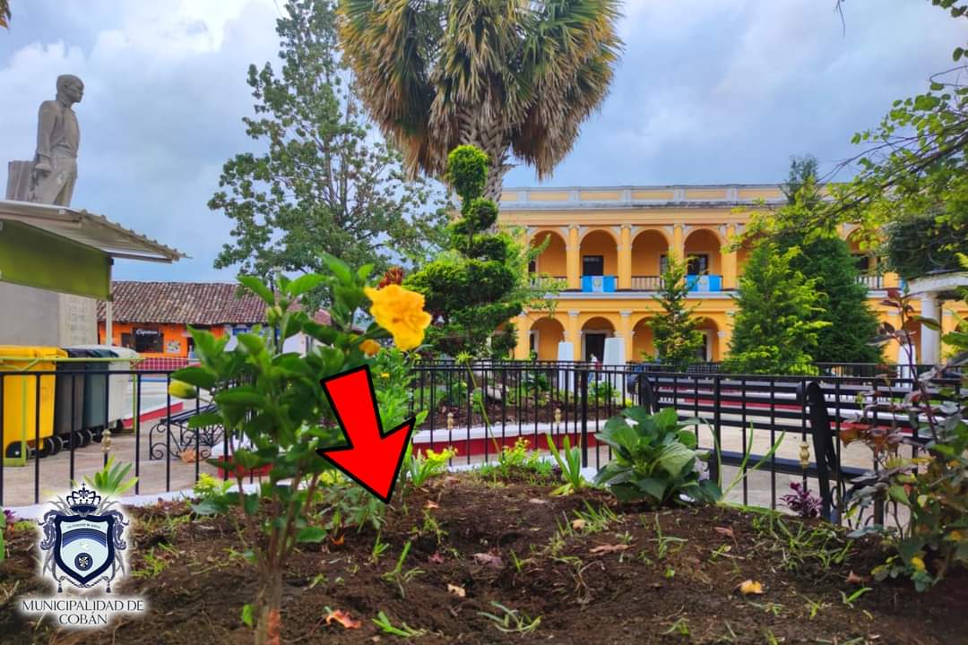 Hace dos días la Municipalidad de Cobán inauguró el proyecto "Cobán Verde" y sembró las plantas que fueron sustraídas el jueves por la noche. (Foto: Cortesía)