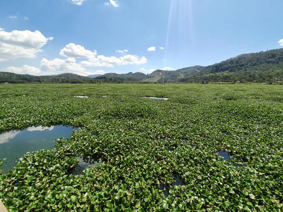 Varios grupos ambientalistas han iniciado un plan de acción para recuperar la laguna Chichoj, en San Cristóbal Verapaz, Alta Verapaz.