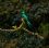 Biotopo del Quetzal: El recinto sagrado de nuestra ave nacional