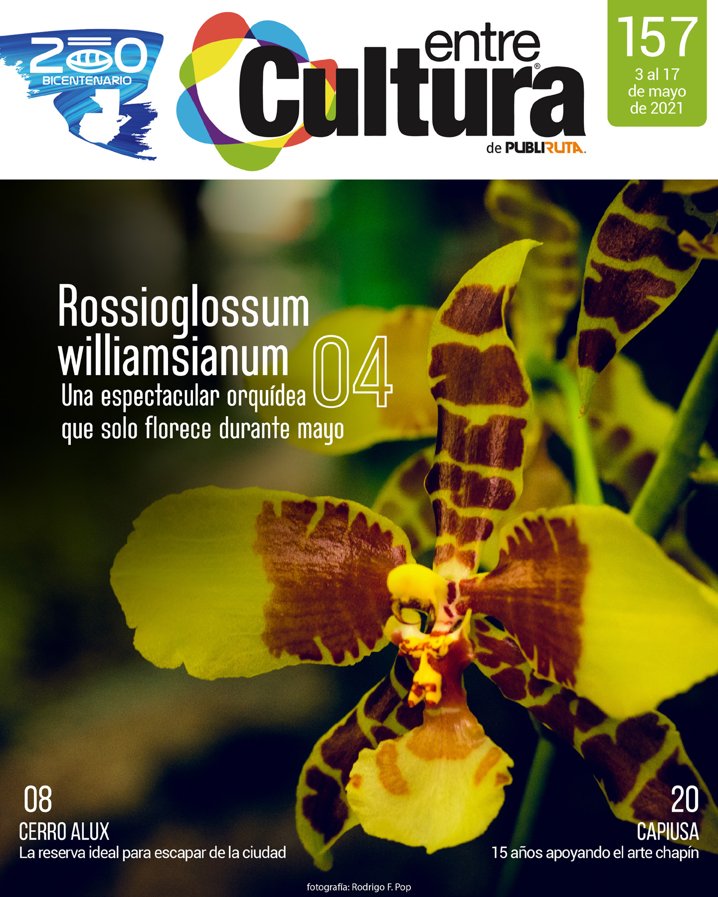 EntreCultura 157: Rossioglossum williamsianum