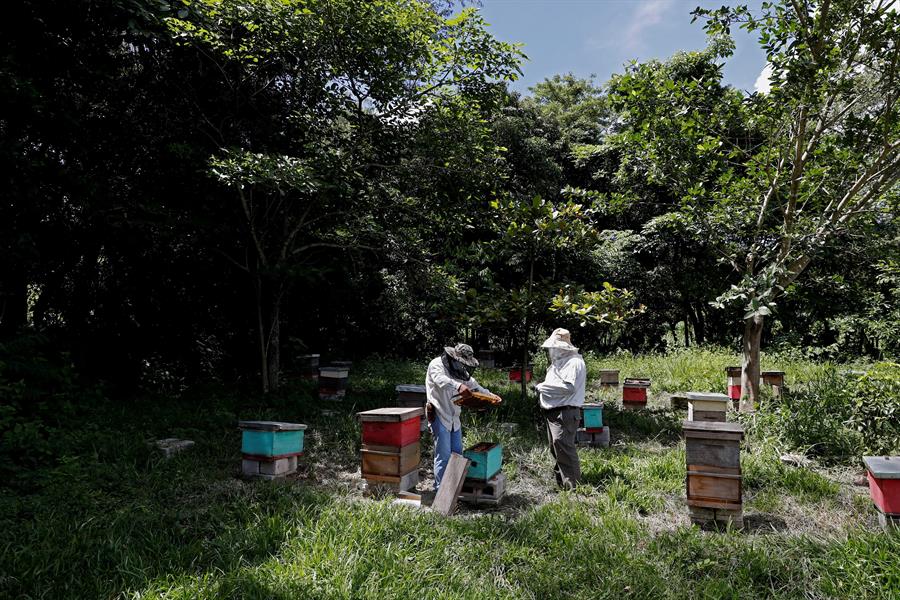 Los apicultores de Guatemala buscan mantener un negocio amigable con el medioambiente en la nación centroamericana pese a las amenazas existentes. Tales como la crisis climática o el reciente envenenamiento de un millón de abejas en una finca en la región central del país.