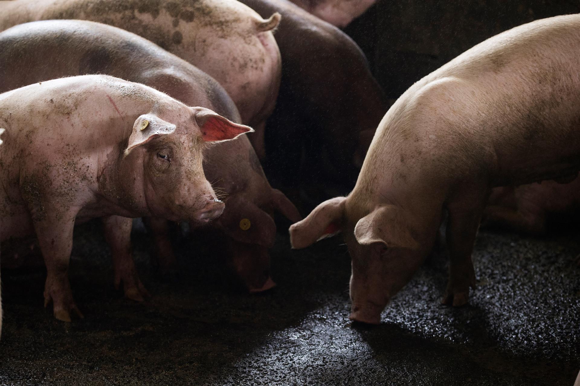 Guatemala en alerta por peste porcina africana