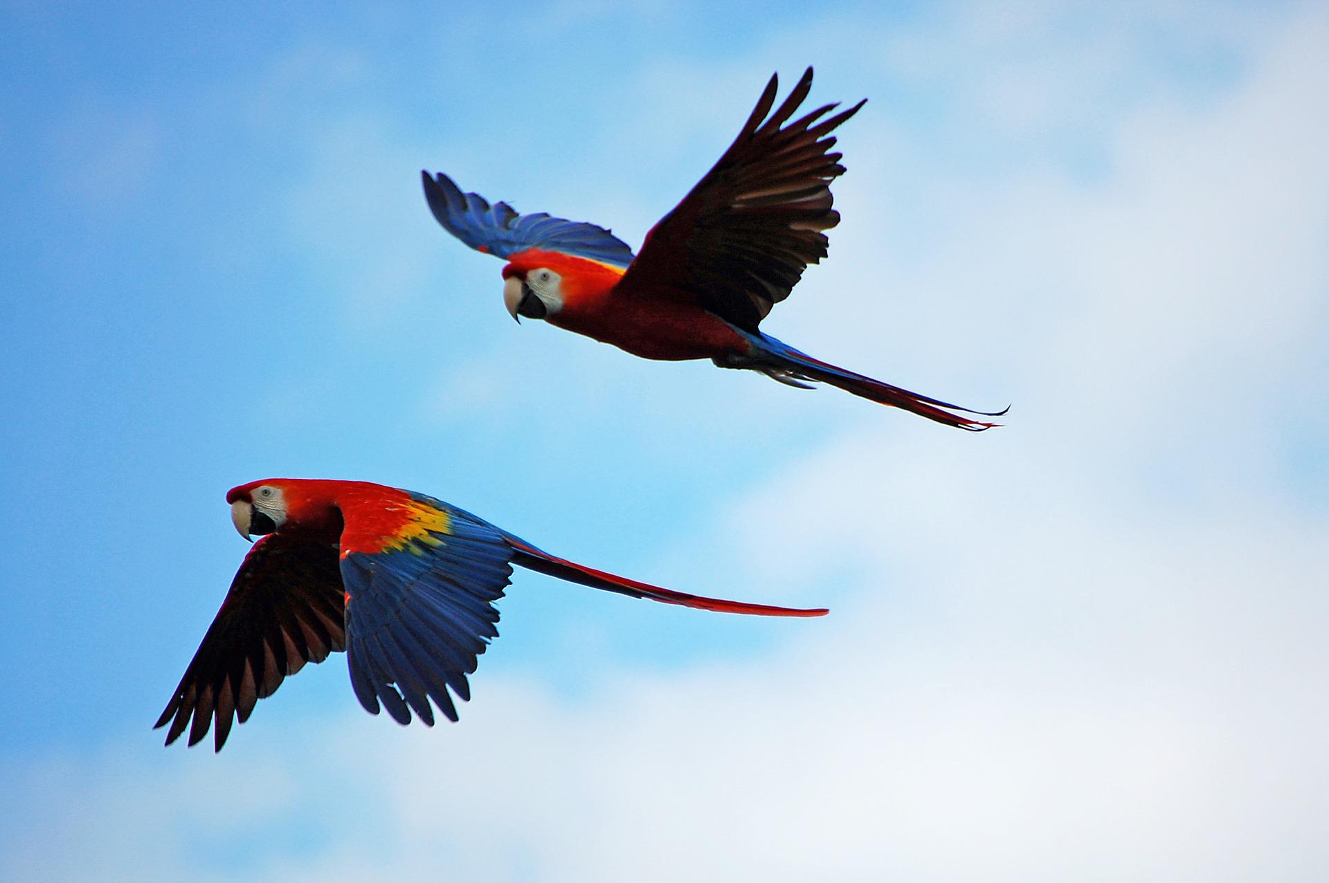 GUACAMAYA: Un ave a todo color
