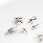 Salud: Jaque al mosquito ‘viral’