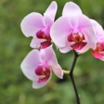 Flora: La Orquídea Mariposa