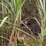 Un grupo de trabajadores del campo localizaron los restos de una mujer encadenada y calcinada entre unos cañales, en Escuintla.