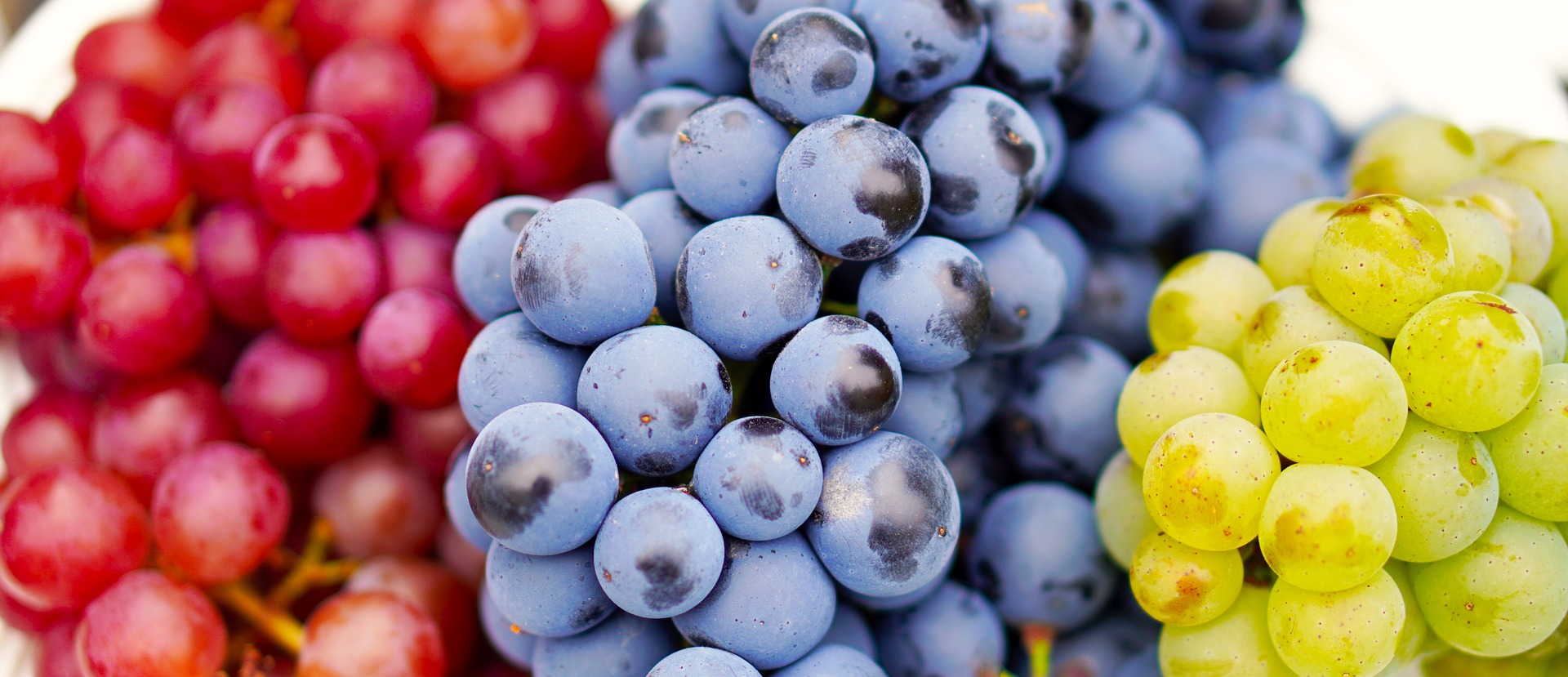 Las uvas, un regalo para tu salud en esta época de celebraciones
