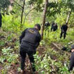 Autoridades erradicaron 53 mil matas de hoja de coca en cultivos clandestinos que se localizaron en Alta Verapaz, durante el fin de semana.