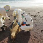 Especialistas de Perú reportaron en las últimas semanas 3 mil 492 lobos marinos y 63 mil aves muertas por gripe aviar H5N1. Esto en áreas naturales protegidas del litoral, informaron fuentes oficiales en un comunicado.