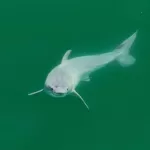 Un equipo de investigadores y fotógrafos ha logrado avistar y grabar por primera vez una cría recién nacida de tiburón blanco. Es un avistamiento que puede contribuir a desvelar algunos de los misterios que todavía persisten sobre el alumbramiento de estos animales.