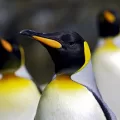 Los científicos del Centro Antártico Británico (BAS, por sus siglas en inglés) descubrieron en el continente blanco, cuatro colonias de pingüinos emperador previamente desconocidas. Esto gracias a imágenes por satélite.