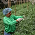 La Cámara Baja del Parlamento alemán (Bundestag) aprobó la legalización de la posesión y consumo de hasta 50 gramos de cannabis. Esto, sujeta a una serie de restricciones.