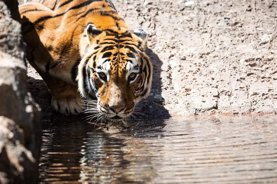 La Aurora Zoo presents a new sanctuary for its Bengal tigers