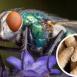 Ganaderos en alerta: así puedes reconocer a la mosca del gusano barrenador